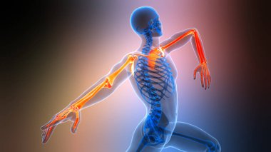 İnsan İskelet Sistemi Üst Uzuv Kemik Eklemleri 3 Boyutlu Görüntü Anatomisi