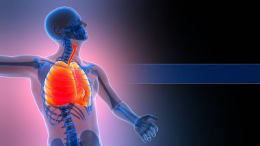 İnsan Solunum Sistemi 'nin 3B Görüntü Anatomisi Akciğerleri