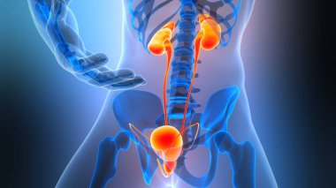 İnsan İdrar Sistemi Böbrekleri İdrarında 3 Boyutlu İllüstrasyon Anatomisi
