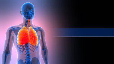 İnsan Solunum Sistemi 'nin 3B Görüntü Anatomisi Akciğerleri