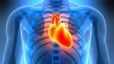 İnsan Dolaşım Sistemi Kalp Anatomisi 'nin 3B İllüstrasyon Kavramı