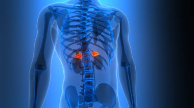 İnsan Vücut Bezleri Adrenal Salgı Bezi Anatomisi 3B Görünümü