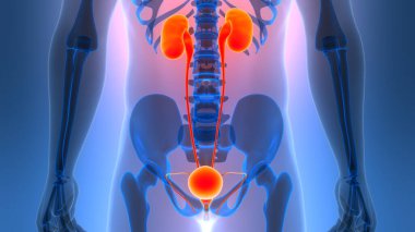 İnsan İdrar Sistemi Böbrekleri İdrarında 3 Boyutlu İllüstrasyon Anatomisi