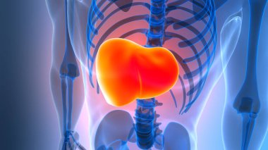 İnsan İç Sindirim Organ Karaciğeri Anatomisi 3 boyutlu Görüntü