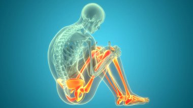 İnsan İskelet Sistemi 'nin 3B Görüntü Alt Uzuv Kemik Eklemleri Anatomisi