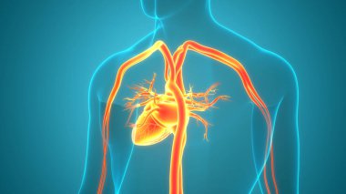 İnsan Dolaşım Sistemi Kalp Anatomisi 'nin 3B İllüstrasyon Kavramı