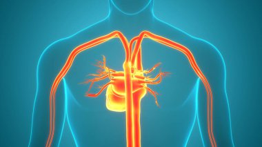 İnsan Dolaşım Sistemi Kalp Anatomisi 'nin 3B İllüstrasyon Kavramı