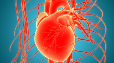 İnsan Dolaşım Sistemi Kalp Anatomisi 'nin 3B İllüstrasyon Kavramı