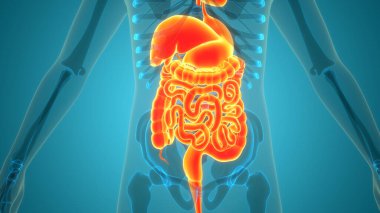 İnsan Sindirim Sistemi Anatomisi 'nin 3B İllüstrasyonu