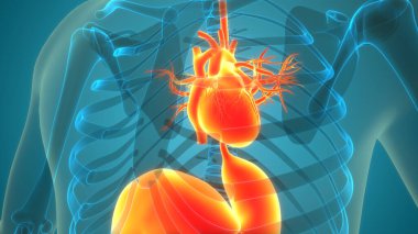 İnsan Dolaşım Sistemi Kalp Anatomisi 'nin 3B İllüstrasyon Kavramı