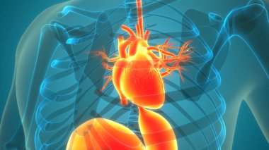 İnsan Dolaşım Sistemi Kalp Anatomisi 'nin 3B İllüstrasyon Kavramı