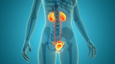 İdrar Sistemi Anatomisi ile Kadın Üreme Sistemi 3B İllüstrasyon Konsepti