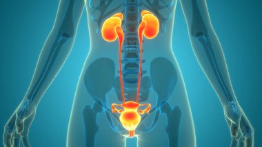 İdrar Sistemi Anatomisi ile Kadın Üreme Sistemi 3B İllüstrasyon Konsepti
