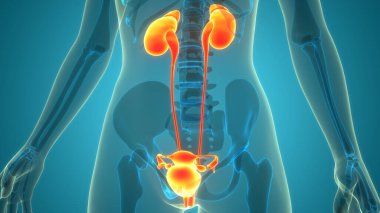 İdrar Sistemi Anatomisi ile Kadın Üreme Sistemi 3B İllüstrasyon Konsepti
