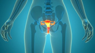 3B Kadın Üreme Sistemi Anatomisi Çizimi