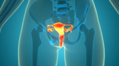 3B Kadın Üreme Sistemi Anatomisi Çizimi