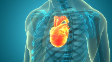 İnsan Dolaşım Sistemi Kalp Anatomisi 'nin 3B İllüstrasyon Kavramı