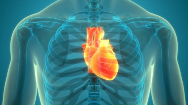 İnsan Dolaşım Sistemi Kalp Anatomisi 'nin 3B İllüstrasyon Kavramı