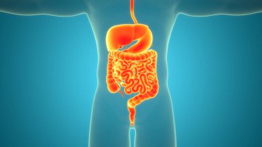 İnsan Sindirim Sistemi Anatomisi 'nin 3B İllüstrasyonu