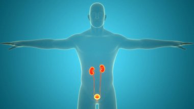 İnsan İdrar Sistemi Böbrekleri İdrarında 3 Boyutlu İllüstrasyon Anatomisi