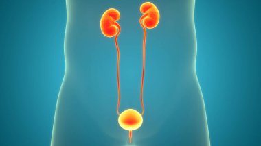 İnsan İdrar Sistemi Böbrekleri İdrarında 3 Boyutlu İllüstrasyon Anatomisi
