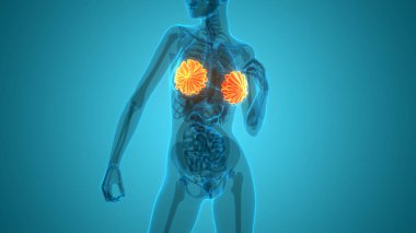 3 Boyutlu Kadın İç Organı Meme Bezleri Anatomisi