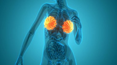 3 Boyutlu Kadın İç Organı Meme Bezleri Anatomisi