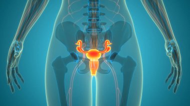 3B Kadın Üreme Sistemi Anatomisi Çizimi
