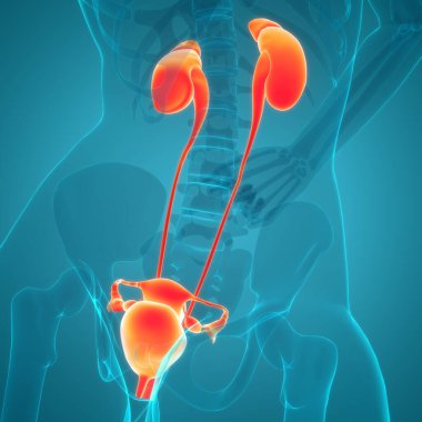 İdrar Sistemi Anatomisi ile Kadın Üreme Sistemi 3B İllüstrasyon Konsepti