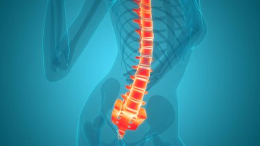 İnsan İskelet Sistemi Anatomisi 'nin Omurga Omurgası 3 boyutlu İllüstrasyon Kavramı