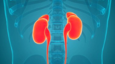İnsan İdrar Sistemi Böbrekleri İdrarında 3 Boyutlu İllüstrasyon Anatomisi