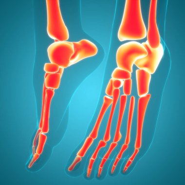 3 Boyutlu İskelet Sistemi Ayak Kemiği Eklemleri Anatomisi