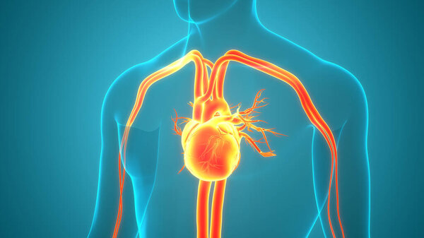 3D Illustration Concept of Human Circulatory System Heart Anatomy