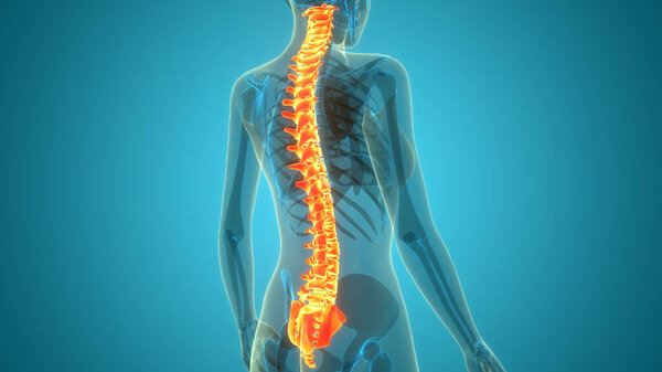 3D Illustration Concept of Spinal Cord Vertebral Column of Human Skeleton System Anatomy
