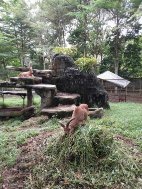 two mountain goats in a zoo