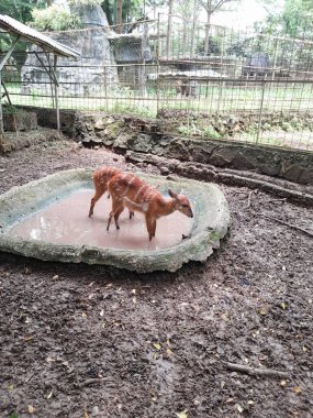 healthy deer in a zoo cage