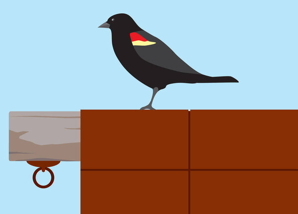 A red winged blackbird is viewing the world from a shed roof
