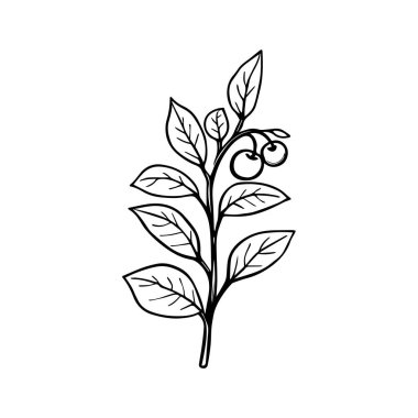 Kiraz Şekilli Siyah ve Beyaz Kahve Fabrikası