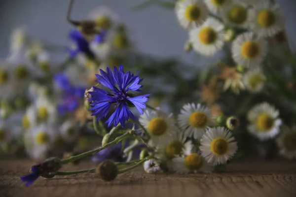 Красивий Ботанічний Знімок Природні Шпалери Центавра Матриця — стокове фото