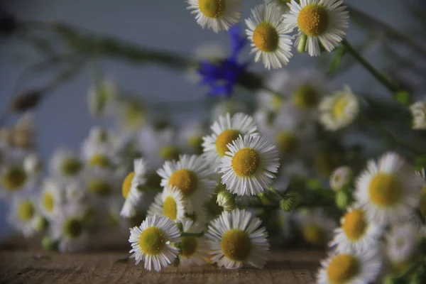 Gyönyörű Virágok Matricaria Egy Asztalon — Stock Fotó