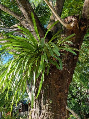 Güzel botanik fotoğrafı, doğal duvar kağıdı.