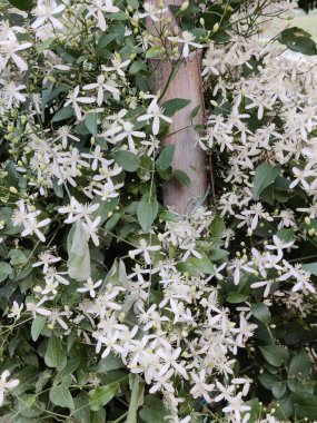 Bahçede beyaz çiçekler