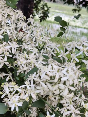 Bahçede beyaz çiçekler