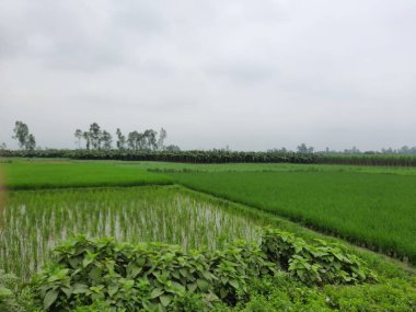 Bahçedeki yeşil çimenler