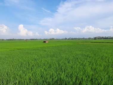 Yeşil pirinç alan ve mavi gökyüzü bulutlu