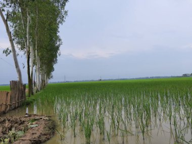 Kırsalda pirinç tarlası