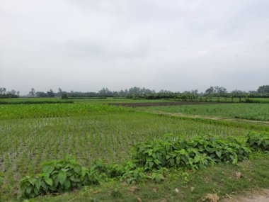 Kırsalda yeşil pirinç tarlası