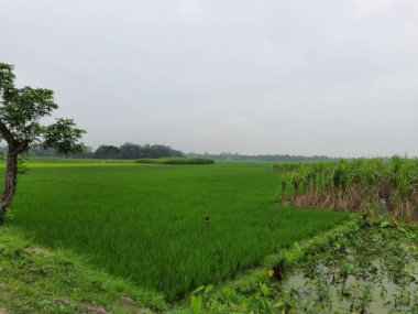 Kırsalda bir ağacı olan yeşil pirinç tarlası.