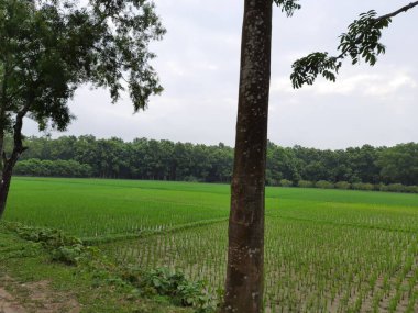 Kırsal alanın güzel manzarası