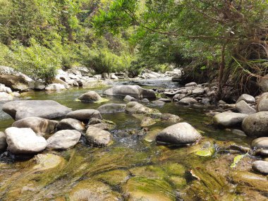 Ormanda güzel bir şelale